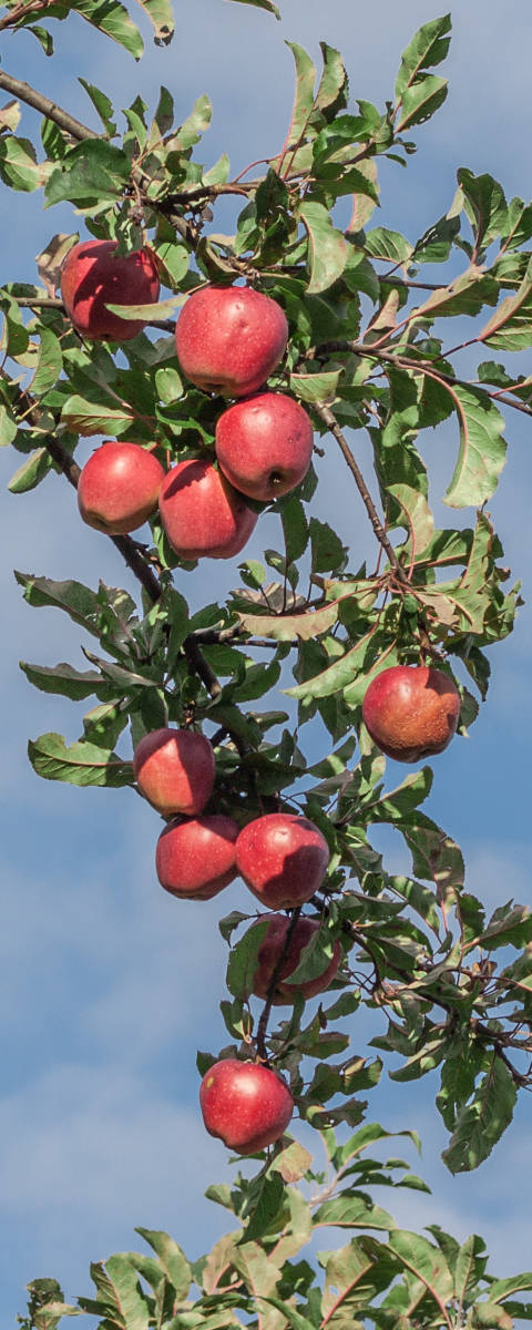 apfel